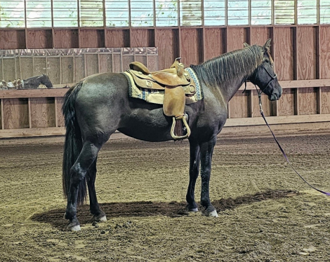 HorseID: 2307469 Sweetie - PhotoID: 1093142