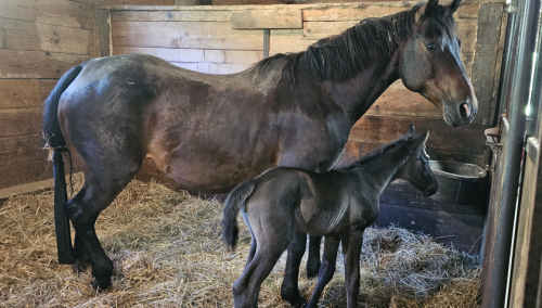 HorseID: 2307470 Lovey - PhotoID: 1093141