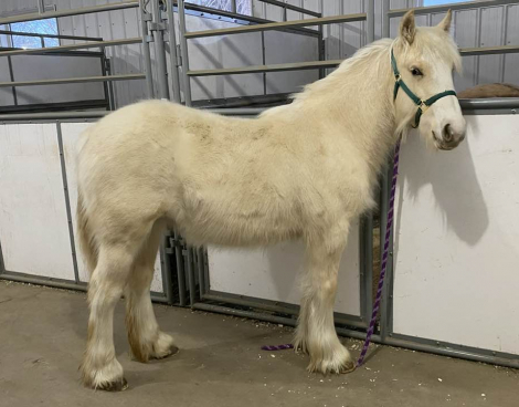 HorseID: 2307535 Annagold Francine - PhotoID: 1092106