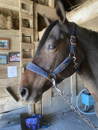 HorseID: 2307555 Orlando - PhotoID: 1093534