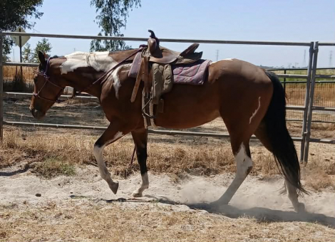 HorseID: 2307647 Lady Ruby - PhotoID: 1093193