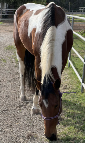 HorseID: 2307647 Lady Ruby - PhotoID: 1093194