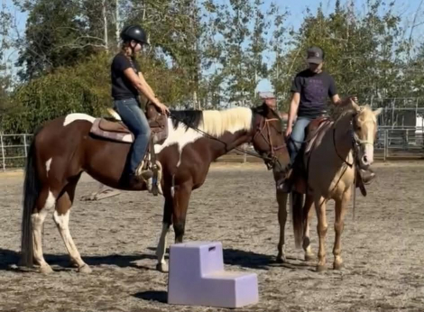 HorseID: 2307647 Lady Ruby - PhotoID: 1093195