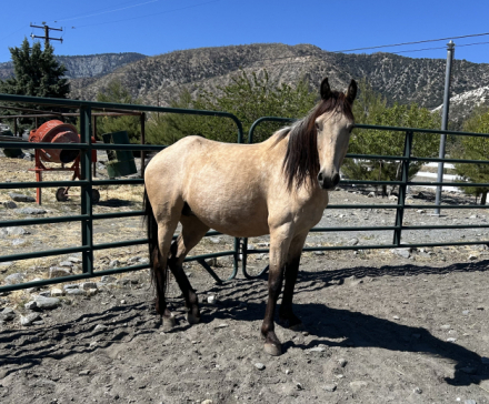 HorseID: 2307717 Final Touch of Gold - PhotoID: 1091714