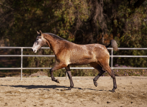 HorseID: 2307864 Amapola Cas - PhotoID: 1093677