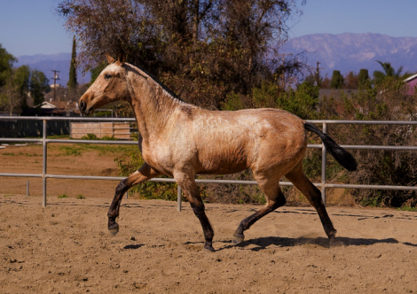 HorseID: 2307865 Meserita - PhotoID: 1093679