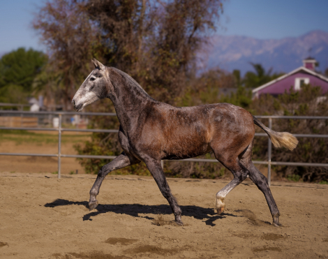 HorseID: 2307866 Gardenia Cas - PhotoID: 1093678