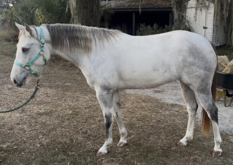 HorseID: 2307935 Juniper - PhotoID: 1093161
