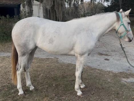 HorseID: 2307935 Juniper - PhotoID: 1093162