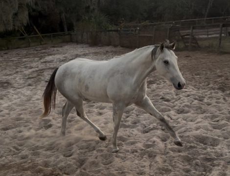 HorseID: 2307935 Juniper - PhotoID: 1093164