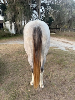 HorseID: 2307935 Juniper - PhotoID: 1093165