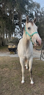 HorseID: 2307935 Juniper - PhotoID: 1093166