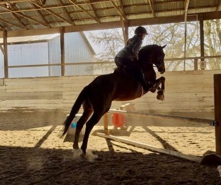 HorseID: 2307937 Explorer Giovanni - PhotoID: 1091971