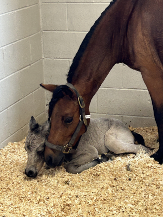 HorseID: 2308009 Dizzy Izzy - PhotoID: 1092871