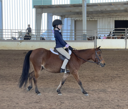 HorseID: 2308009 Dizzy Izzy - PhotoID: 1092872