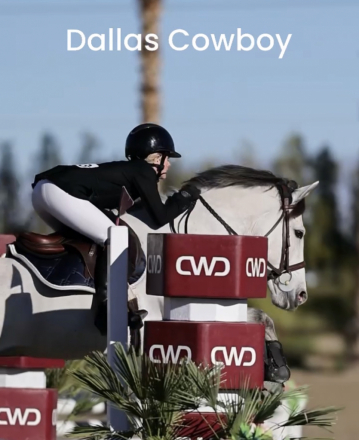 HorseID: 2308053 Dallas Cowboy - PhotoID: 1092114