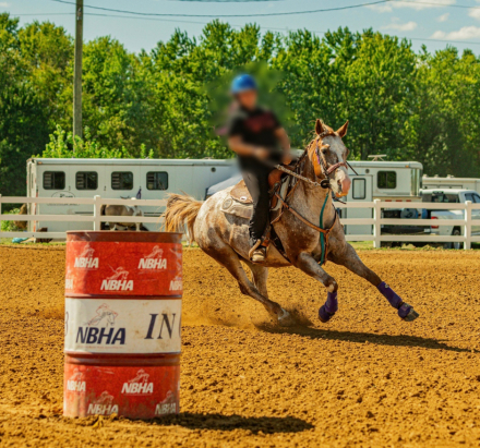 HorseID: 2308140 Shados Smoken Jewel - PhotoID: 1094023