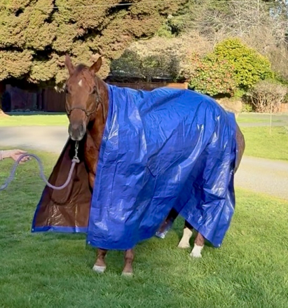 HorseID: 2308150 Bodie - PhotoID: 1092792