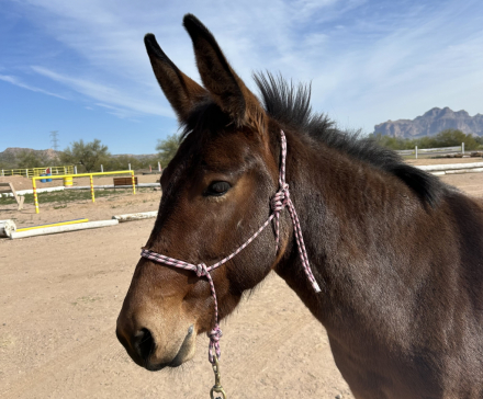 HorseID: 2308203 Carmack's Sunday - PhotoID: 1092689