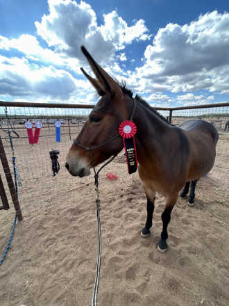 HorseID: 2308203 Carmack's Sunday - PhotoID: 1092690