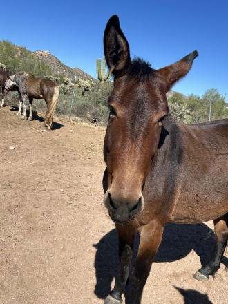 HorseID: 2308203 Carmack's Sunday - PhotoID: 1092691