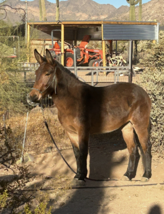 HorseID: 2308203 Carmack's Sunday - PhotoID: 1092692