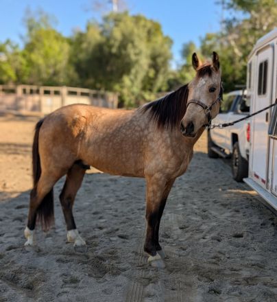 HorseID: 2308295 Jericho - PhotoID: 1092977