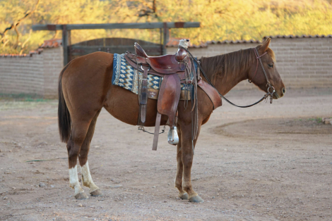 HorseID: 2308344 Flying V Katey - PhotoID: 1092780