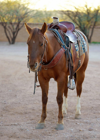 HorseID: 2308344 Flying V Katey - PhotoID: 1092781