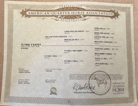 HorseID: 2308344 Flying V Katey - PhotoID: 1092782