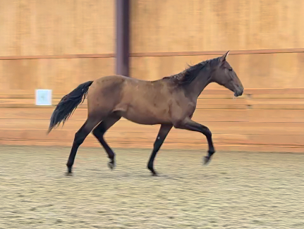 HorseID: 2308386 SW Trinidad - PhotoID: 1092697