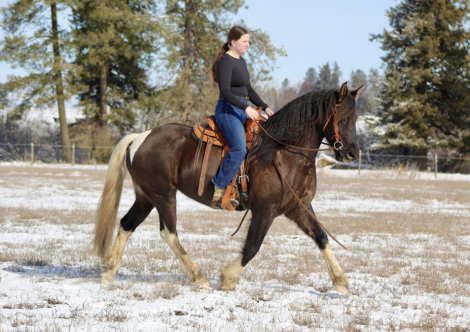 HorseID: 2308490 Royal Samorra - PhotoID: 1093669