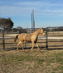 HorseID: 2308497 Valentina De Porte Fino - PhotoID: 1092657