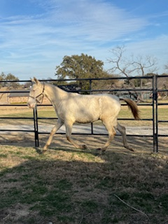 HorseID: 2308498 Cielo of Porte Fino - PhotoID: 1092659