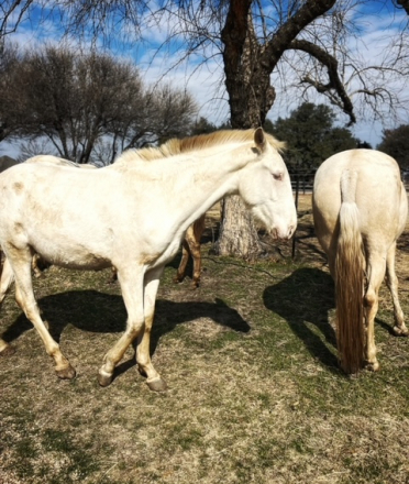 HorseID: 2308499 Picasso of De Porte Fino - PhotoID: 1092660