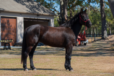 HorseID: 2308519 Bellarina Movino - PhotoID: 1092684