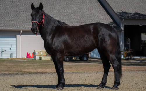 HorseID: 2308519 Bellarina Movino - PhotoID: 1092721