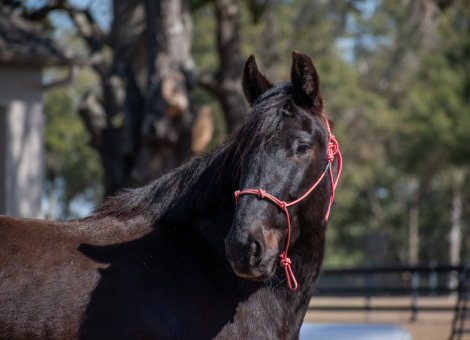 HorseID: 2308519 Bellarina Movino - PhotoID: 1092722