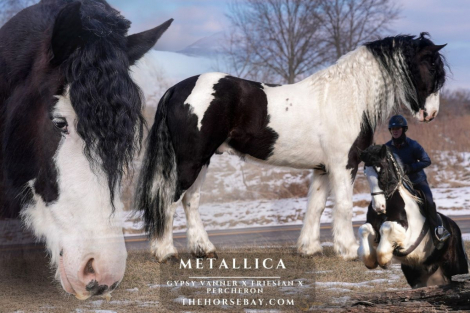 HorseID: 2308530 Metallica - PhotoID: 1092693
