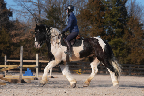 HorseID: 2308530 Metallica - PhotoID: 1092695