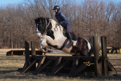 HorseID: 2308530 Metallica - PhotoID: 1092696