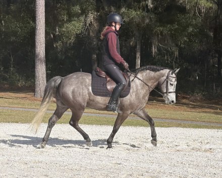 HorseID: 2308533 Kind, Athletic, Brave, Step-Up Pony - PhotoID: 1092699