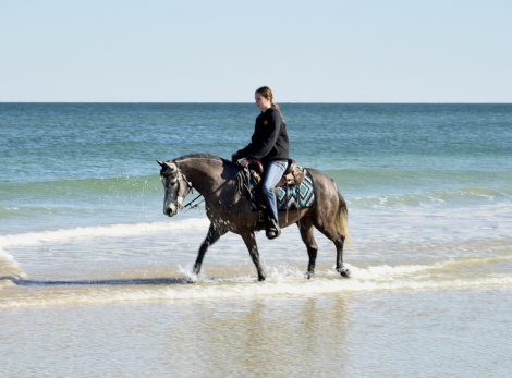 HorseID: 2308533 Kind, Athletic, Brave, Step-Up Pony - PhotoID: 1092700