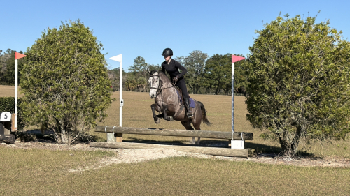 HorseID: 2308533 Kind, Athletic, Brave, Step-Up Pony - PhotoID: 1092701