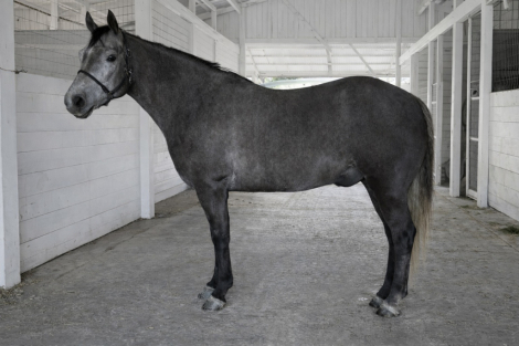 HorseID: 2308533 Kind, Athletic, Brave, Step-Up Pony - PhotoID: 1092702