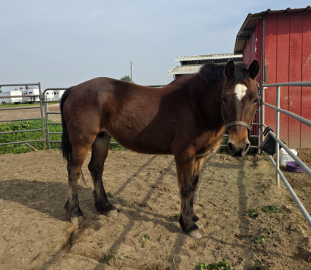 HorseID: 2308536 Penny - PhotoID: 1092703