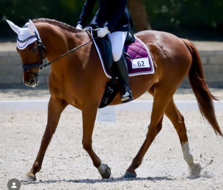 HorseID: 2308537 Northern Lights - PhotoID: 1092925