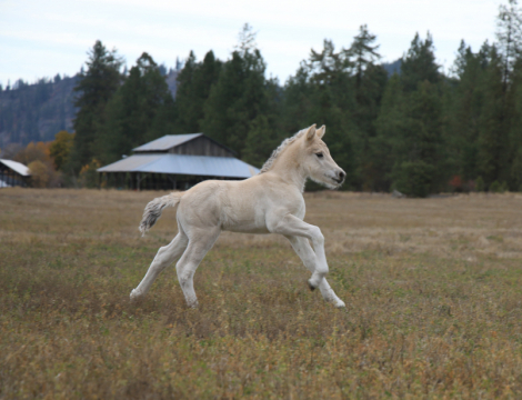 HorseID: 2308539 DD Talisman - PhotoID: 1092704