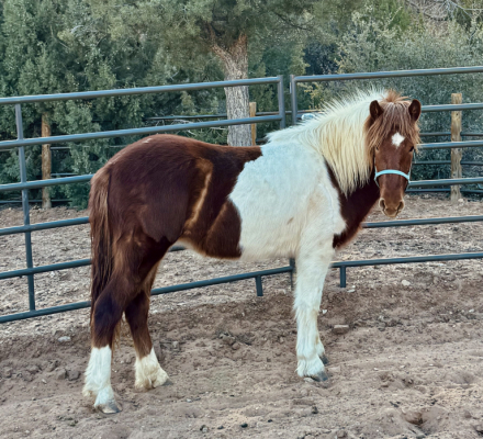 HorseID: 2308543 Athena - PhotoID: 1092705