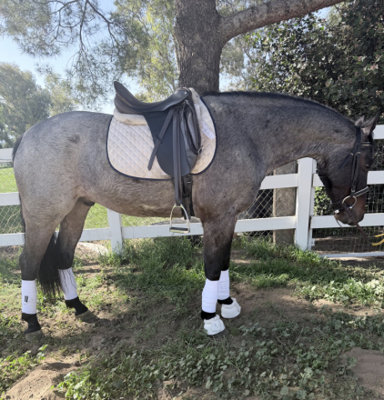 HorseID: 2308545 Ashy - PhotoID: 1092706